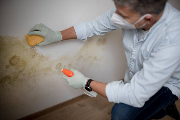 Best Mold Damage Repair  in North Bellport, NY