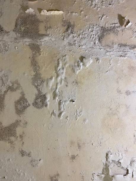 Best Black Mold Removal  in North Bellport, NY
