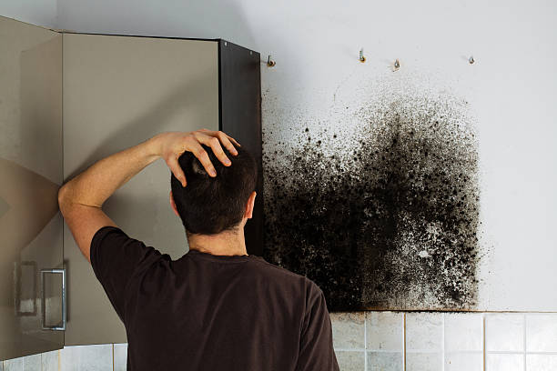 Best Local Mold Removal Service  in North Bellport, NY