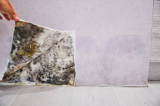Best Water Damage Restoration  in North Bellport, NY